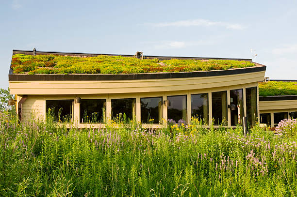 A House With a Grass on the Roof | Green Roof System